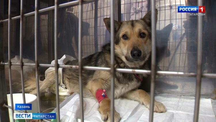 «Очень неприятная ситуация»: машину женщины в Казани разбила глыба, упавшая с моста