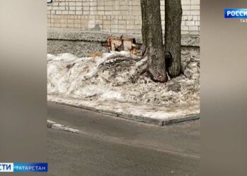 В Татарстан раньше срока вернулись утки