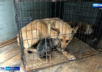 В Казани щенков из замурованного подвала и их маму отвезли в приют