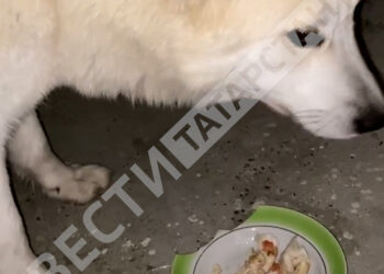 В Казани спасли запертую на общем балконе собаку