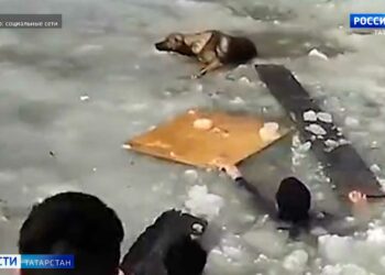 В Бугульме отважная пара спасла тонущую в реке собаку