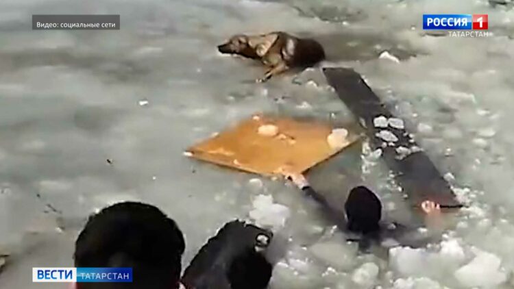 В Бугульме отважная пара спасла тонущую в реке собаку