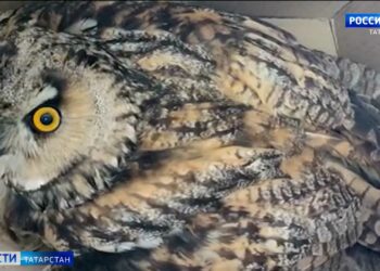 В Казани спасли краснокнижную ушастую сову