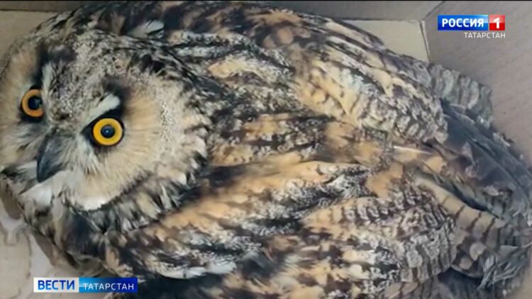 В Казани спасли краснокнижную ушастую сову