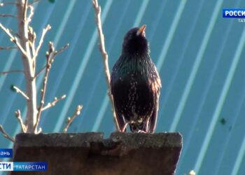 Синоптики Татарстана предупредили о возможном раннем сходе снега