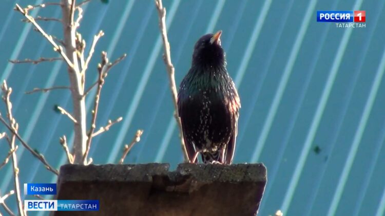 Синоптики Татарстана предупредили о возможном раннем сходе снега