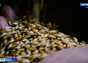 У фермеров Татарстана лежит нереализованное зерно более чем на 6 миллиардов рублей