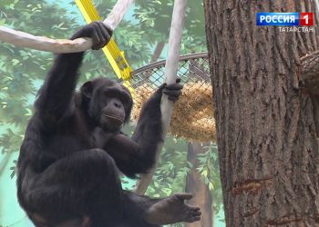 Зооботсад Казани теперь можно посетить по «Пушкинской карте»