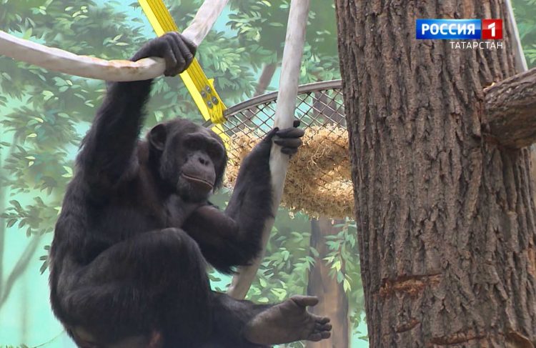 Зооботсад Казани теперь можно посетить по «Пушкинской карте»