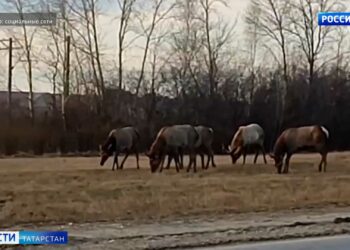 Мухаметшин вручил госнаграды России и Татарстана в Казанском Кремле