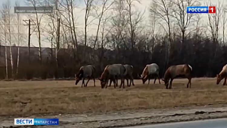 Мухаметшин вручил госнаграды России и Татарстана в Казанском Кремле