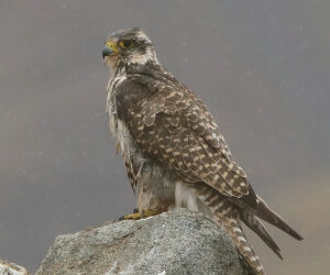В Татарстане займутся возрождением сокола-балобана