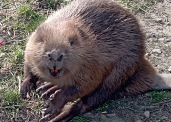 В Спасском районе спасли заблудившегося бобра