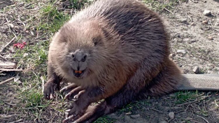 В Спасском районе спасли заблудившегося бобра