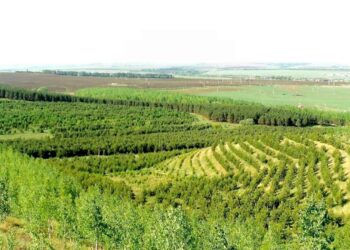 В Татарстане в рамках нацпроекта созданы защитные лесные насаждения на площади 443 гектара