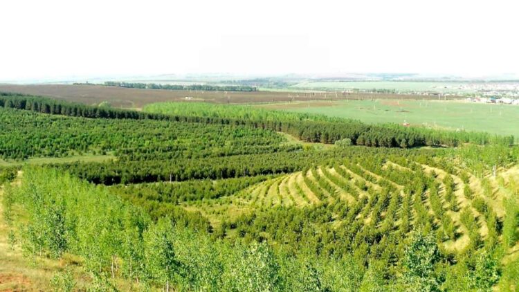 В Татарстане в рамках нацпроекта созданы защитные лесные насаждения на площади 443 гектара
