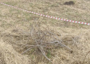 На Альметьевском водохранилище оградили участок, где утка высиживает птенцов