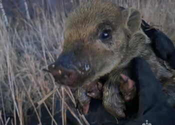 Пожарные Альметьевска спасли от огня и вытащили из воды маленького кабанчика