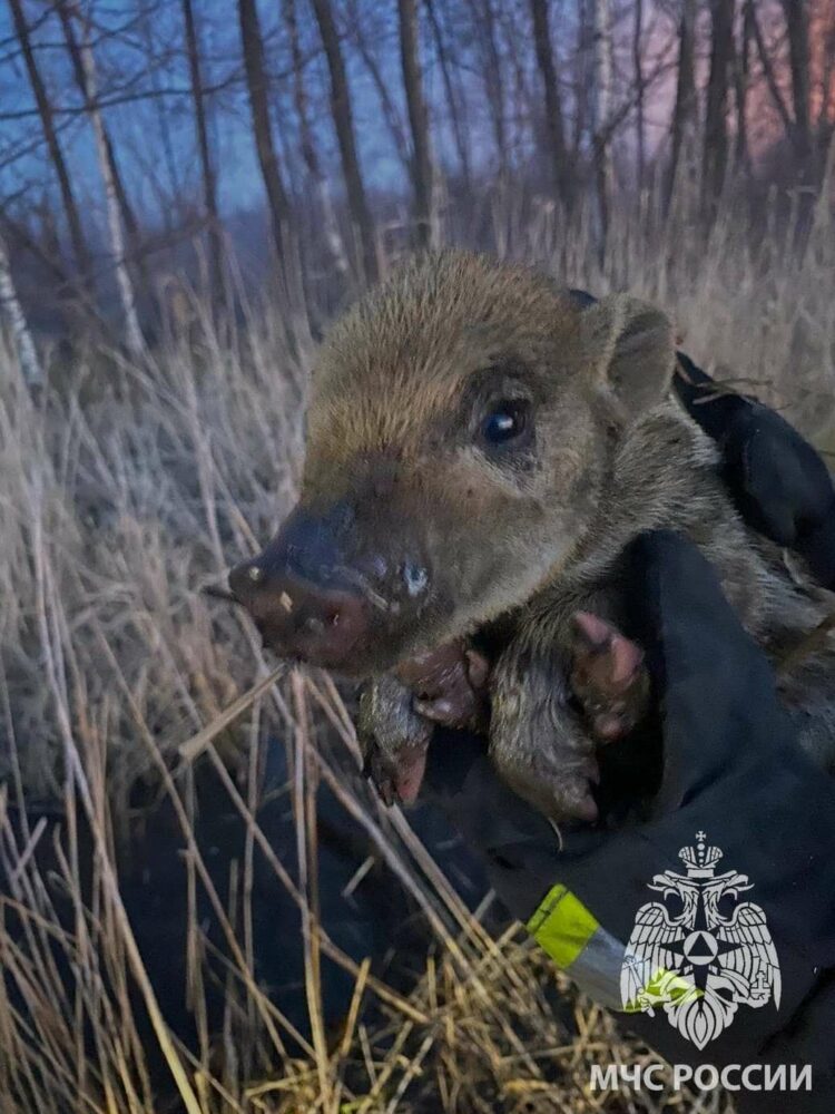 Пожарные Альметьевска спасли от огня и вытащили из воды маленького кабанчика