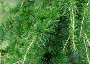 В нижнекамском парке «Семья» высадят кедровый лес