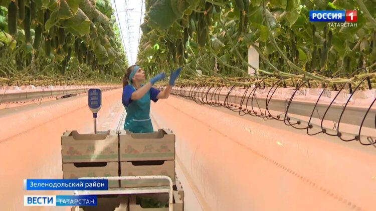 Тепличный комбинат «Майский» возвел собственной энергоцентр