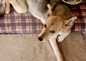 В казанском поселке опять пытались застрелить собаку из ружья