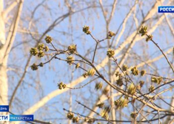 Сезон аллергии: как снизить негативное влияние