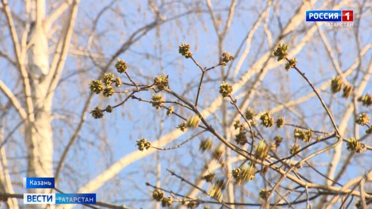 Сезон аллергии: как снизить негативное влияние