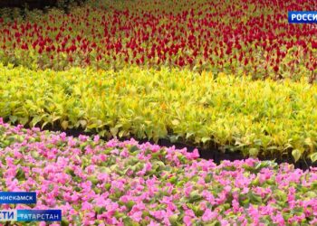 В Нижнекамске высадят 180 тысяч цветов