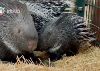 Сотрудникам казанского зооботсада удалось заснять детеныша дикобразов