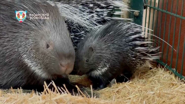 Сотрудникам казанского зооботсада удалось заснять детеныша дикобразов