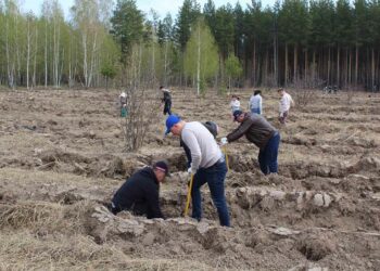 В Лаишевском районе по нацпроекту посадили семь тысяч саженцев сосны