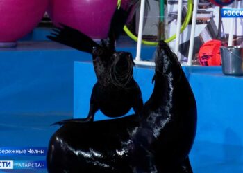 В Челнах мобилизованных в отпуске вместе с семьями пригласили в дельфинарий