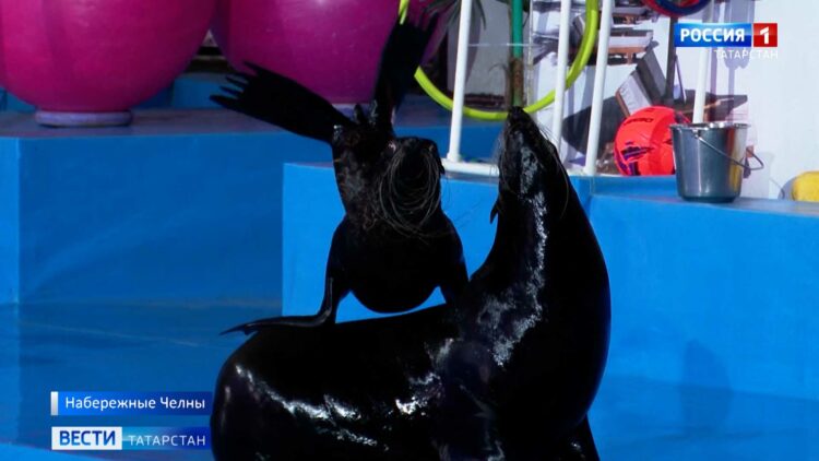 В Челнах мобилизованных в отпуске вместе с семьями пригласили в дельфинарий