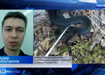 В лесах Татарстана проснулись гадюки