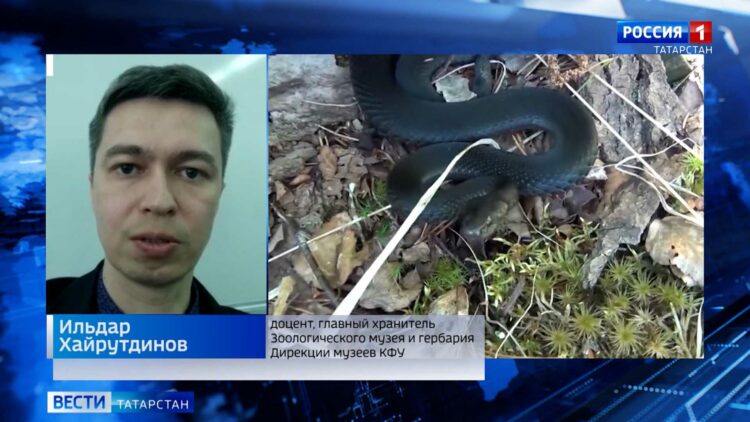 В лесах Татарстана проснулись гадюки