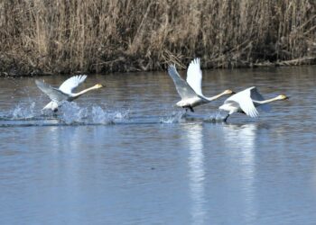 В Татарстане заметили редких тундровых лебедей