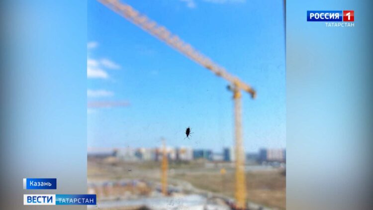 В Казани жители ЖК «Салават Купере» жалуются на нашествие клопов