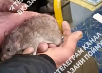 В одном из троллейбусов Казани мужчина предлагал пассажирам приютить уличную крысу