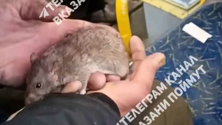 В одном из троллейбусов Казани мужчина предлагал пассажирам приютить уличную крысу