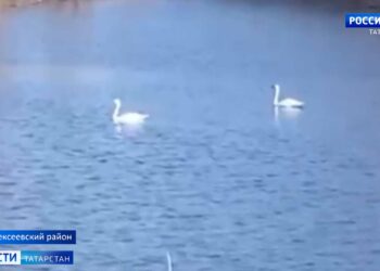 Пруд в селе Войкино Алексеевского района РТ облюбовала лебединая пара