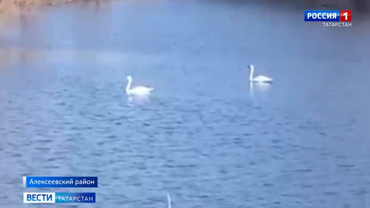 Пруд в селе Войкино Алексеевского района РТ облюбовала лебединая пара