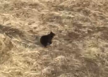 Рустам Минниханов снял на видео медведя во время проверки весенне-полевых работ