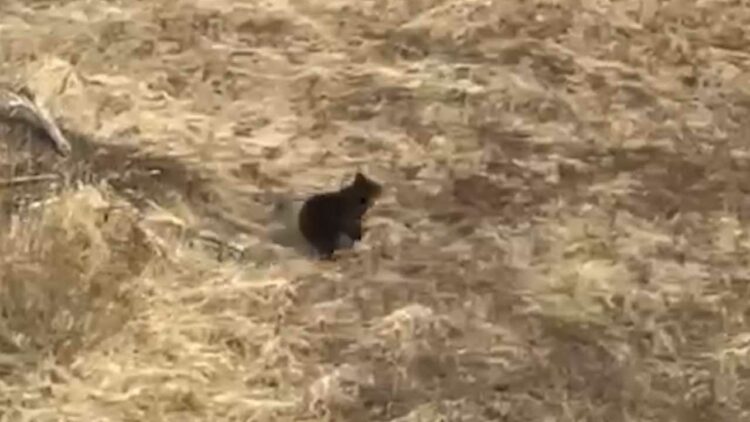 Рустам Минниханов снял на видео медведя во время проверки весенне-полевых работ