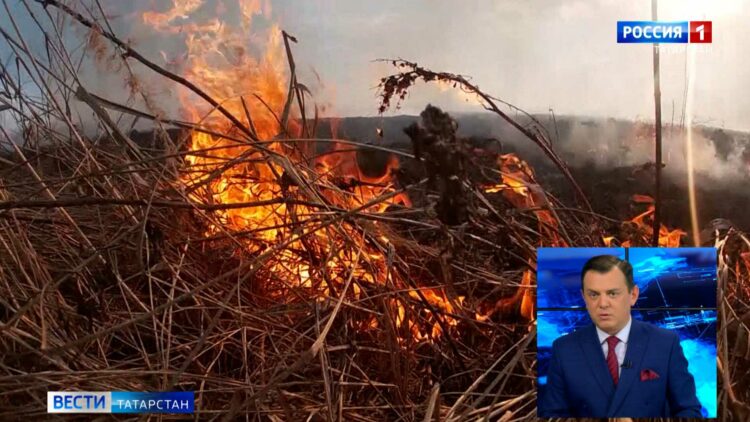 В лесах Татарстана проснулись гадюки