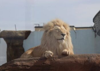 Лев Казанского зооботсада наслаждается теплыми днями