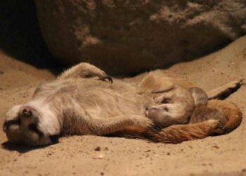 В казанском зооботсаду у сурикатов родились пятеро детенышей