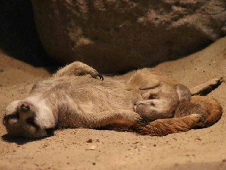В казанском зооботсаду у сурикатов родились пятеро детенышей