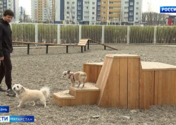 Жители Казани могут проголосовать за обустройство площадки для собак