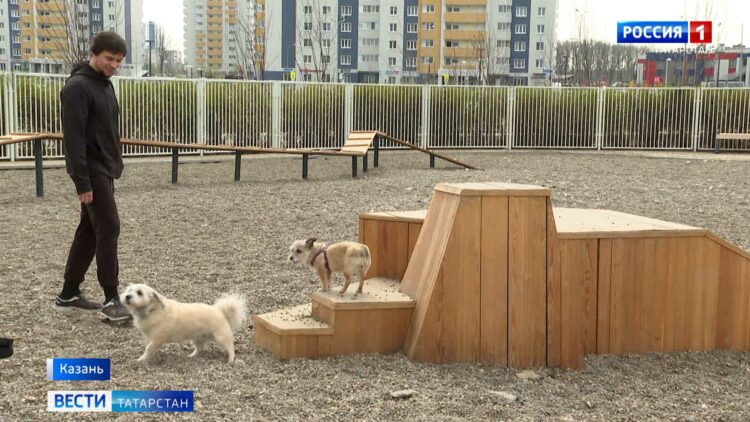 Жители Казани могут проголосовать за обустройство площадки для собак